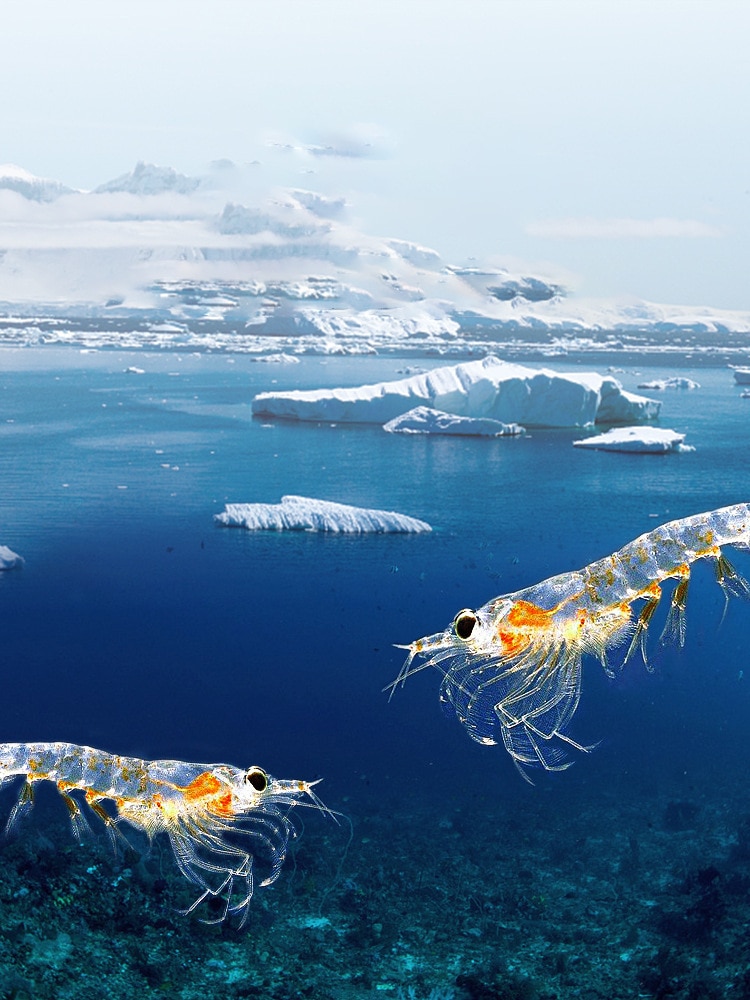 Đồ ăn nhẹ cho mèo đông lạnh khô Mang nhuyễn thể vỗ béo ở Nam Cực thành thức ăn cho mèo kitty thức ăn chủ yếu cho vật nuôi thức ăn cho vật nuôi ít muối - Ảnh 2