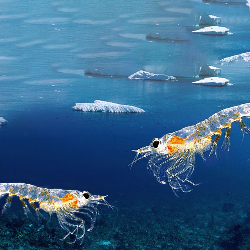 Pet freeze-dried cat snacks Antarctic krill fattening gills into kitty cat food staple pet low salt pet food