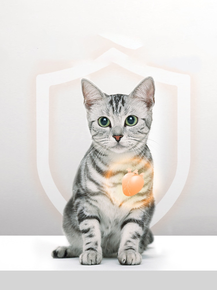 Đồ ăn nhẹ cho mèo đông lạnh khô Mang nhuyễn thể vỗ béo ở Nam Cực thành thức ăn cho mèo kitty thức ăn chủ yếu cho vật nuôi thức ăn cho vật nuôi ít muối - Ảnh 3