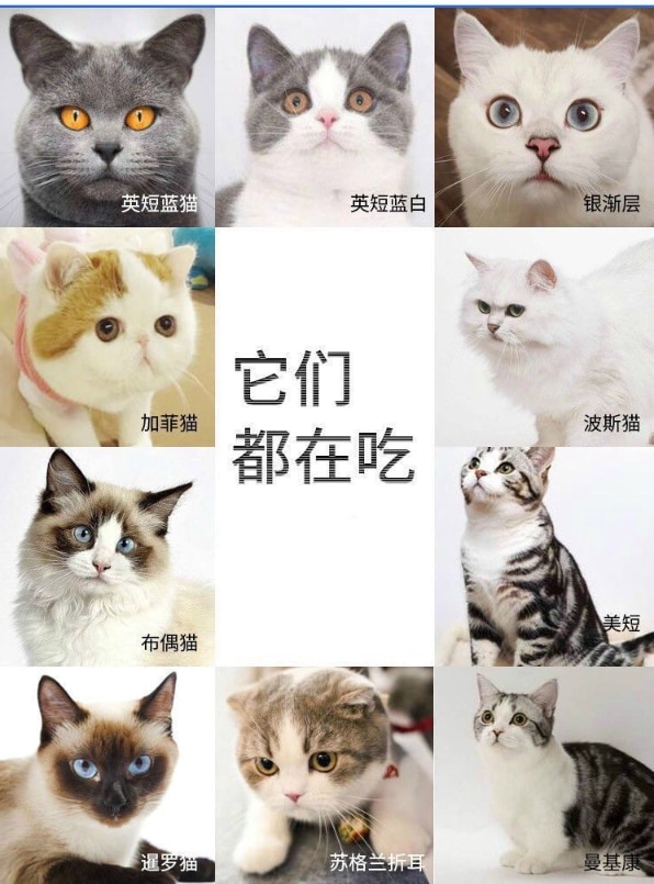 Thức ăn cho mèo Thức ăn cho thú cưng 1,5kg Thức ăn cho mèo Thức ăn cho mèo thành mèo con American Short Short Blue Cat General