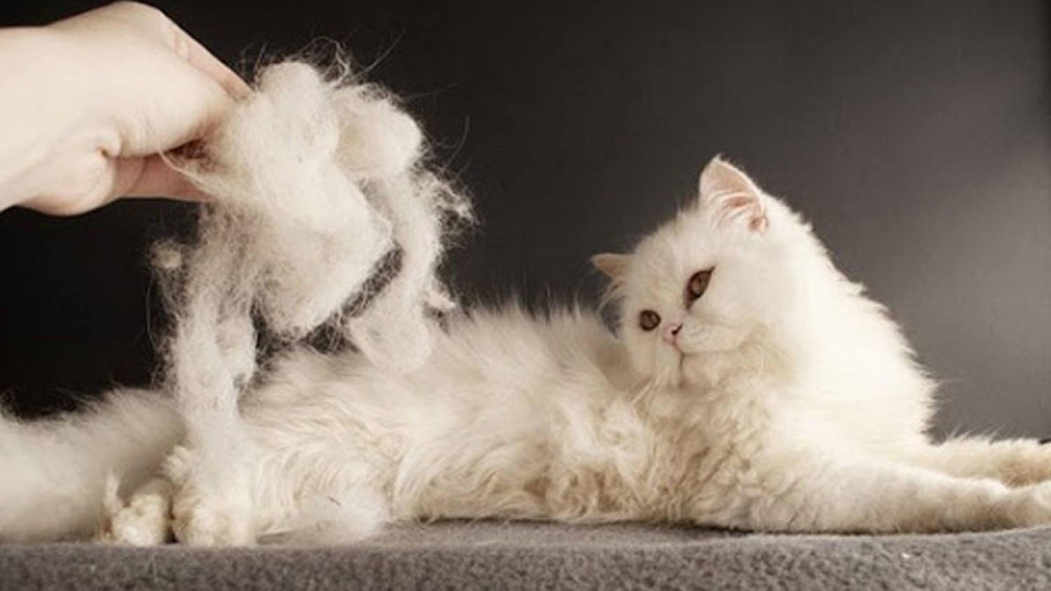 How to treat cat hair loss - Ảnh 1